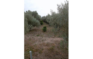 Venta - Finca -
Dolores