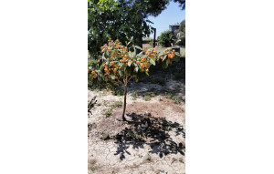 Venta - Finca -
Dolores