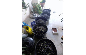 Venta - Finca -
Dolores