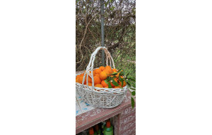 Venta - Finca -
Dolores