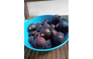 Venta - Finca -
Dolores