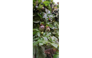 Venta - Finca -
Dolores